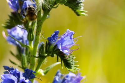 <i>Echium vulgare</i>