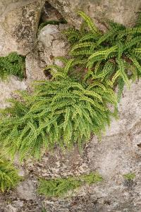 <i>Asplenium trichomanes</i>