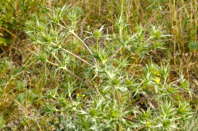 <i>Eryngium campestre</i>