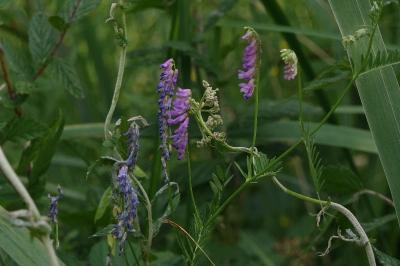 <i>Vicia cracca</i>