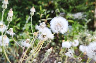 <i>Crepis foetida subsp. foetida</i>
