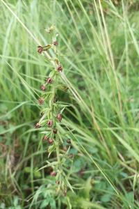 <i>Epipactis muelleri</i>