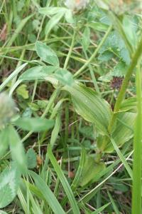 <i>Epipactis muelleri</i>
