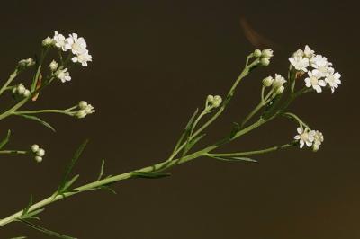 <i>Achillea ptarmica</i>