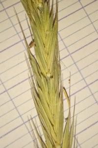 <i>Elytrigia campestris</i>