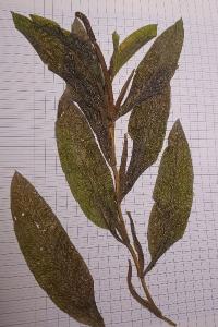 <i>Potamogeton lucens</i>