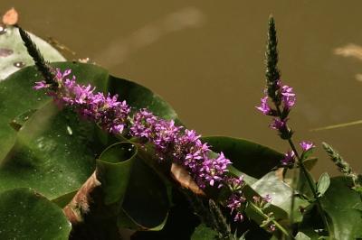 <i>Lythrum salicaria</i>