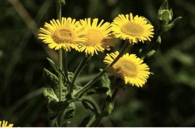 <i>Pulicaria dysenterica</i>