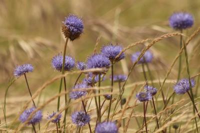 <i>Jasione montana</i>