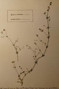 <i>Galium parisiense</i>