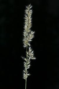 <i>Melica ciliata subsp. magnolii</i>