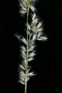 <i>Melica ciliata subsp. magnolii</i>