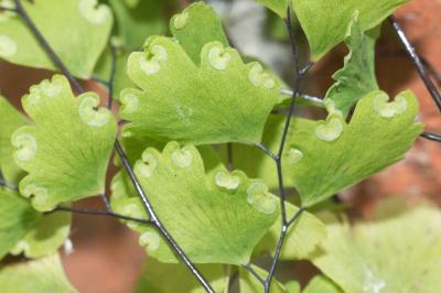 <i>Adiantum raddianum</i>