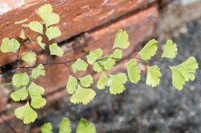 <i>Adiantum raddianum</i>