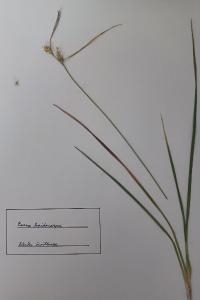 <i>Carex lepidocarpa</i>