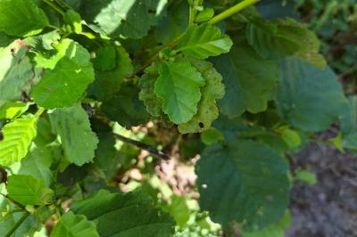 <i>Alnus glutinosa</i>