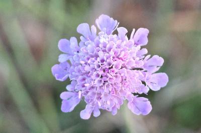 <i>Scabiosa columbaria</i>