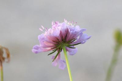 <i>Scabiosa columbaria</i>