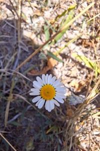 <i>Tripleurospermum inodorum</i>