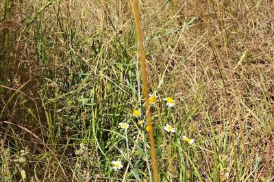 <i>Tripleurospermum inodorum</i>