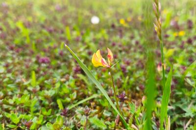 <i>Lotus corniculatus</i>