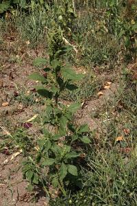 <i>Amaranthus hybridus</i>