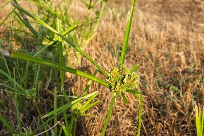 <i>Cyperus eragrostis</i>
