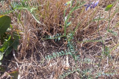 <i>Vicia cracca</i>