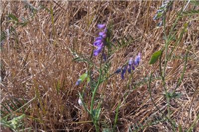 <i>Vicia cracca</i>