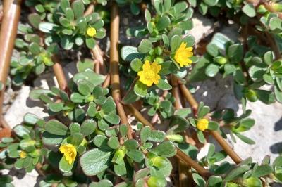 <i>Portulaca oleracea</i>