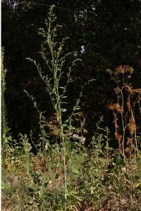 <i>Chenopodium album</i>