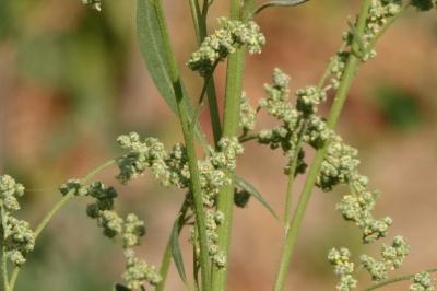 <i>Chenopodium album</i>