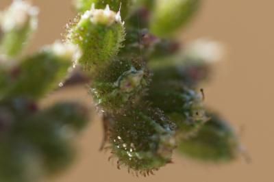 <i>Torilis japonica</i>