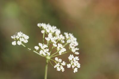 <i>Pimpinella saxifraga</i>