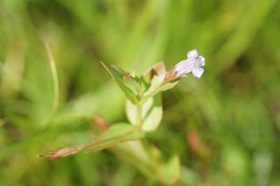 <i>Lindernia dubia</i>