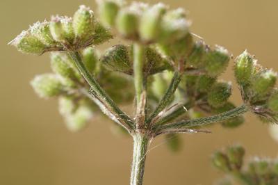 <i>Torilis japonica</i>