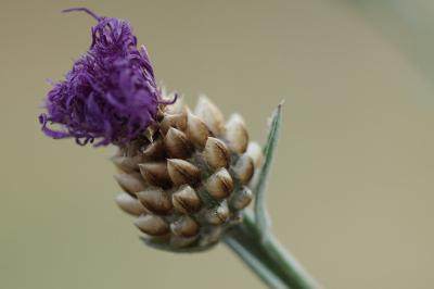 <i>Centaurea jacea</i>