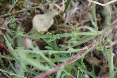 <i>Centaurea jacea</i>