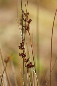 <i>Juncus compressus</i>