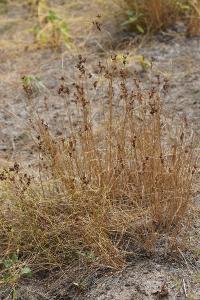 <i>Juncus compressus</i>