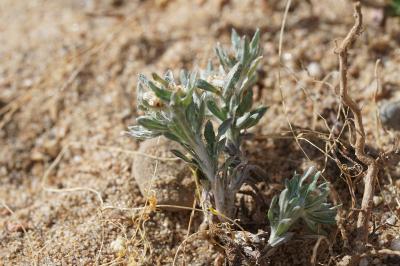 <i>Gnaphalium uliginosum</i>