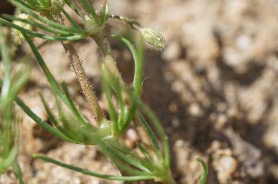 <i>Spergula arvensis</i>