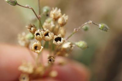 <i>Spergula arvensis</i>