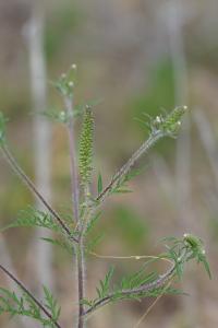 <i>Ambrosia artemisiifolia</i>