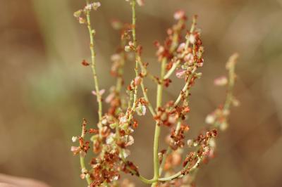 <i>Rumex thyrsiflorus</i>