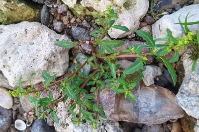 <i>Oxybasis glauca</i>