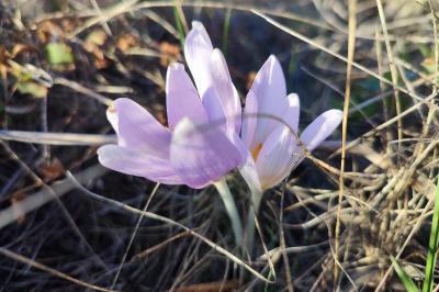 <i>Colchicum autumnale</i>