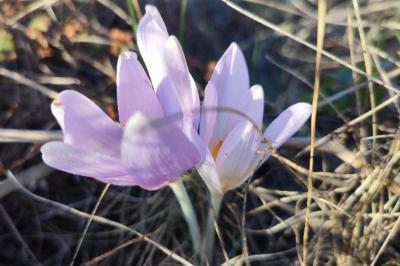 <i>Colchicum autumnale</i>