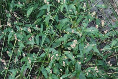 <i>Persicaria maculosa</i>