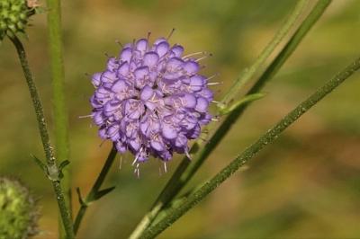 <i>Succisa pratensis</i>